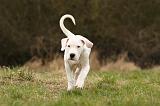 DOGUE ARGENTIN 109